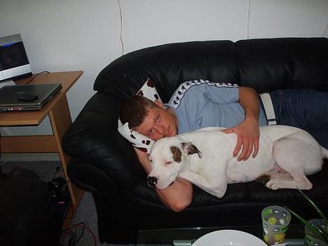 Amerikansk bulldog Skipper R.I.P - skipperen og stymanden!!!!! billede 7