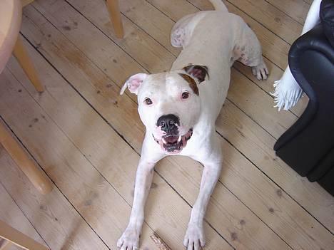 Amerikansk bulldog Skipper R.I.P - 14 stk ialt billede 9