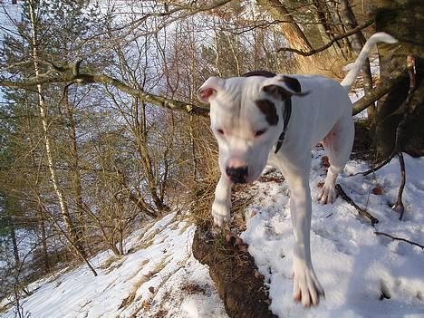 Amerikansk bulldog Skipper R.I.P - jeg er på vej billede 10
