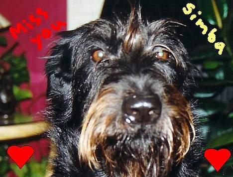 Blanding af racer Simba billede 1