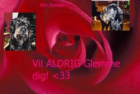 Blanding af racer Simba billede 2