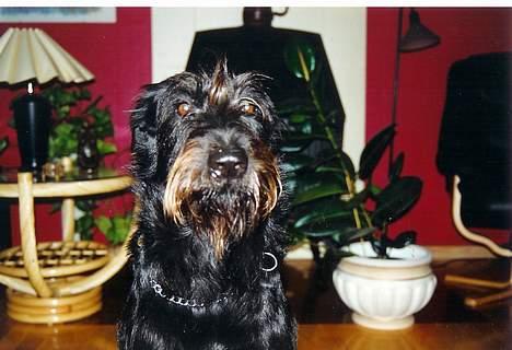 Blanding af racer Simba billede 3