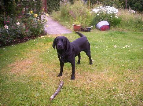 Labrador retriever Trille *SOLGT* - Haiiiii billede 1
