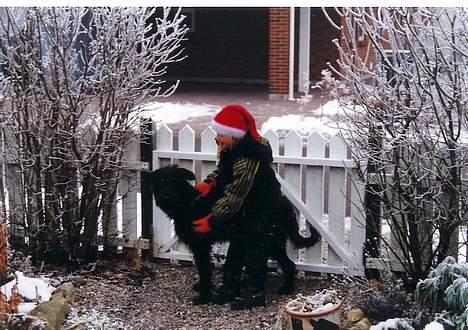 Blanding af racer Simba billede 4