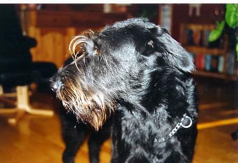 Blanding af racer Simba billede 5