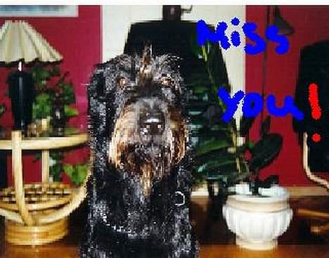 Blanding af racer Simba billede 6