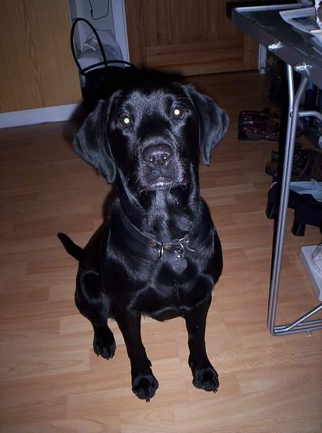 Labrador retriever Trille *SOLGT* - Trille piien billede 2