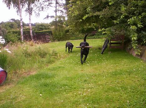 Labrador retriever Trille *SOLGT* billede 3