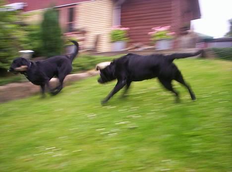 Labrador retriever Trille *SOLGT* billede 4