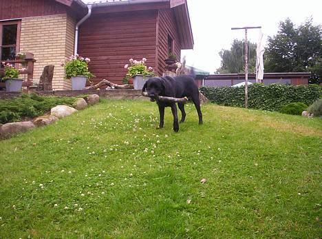 Labrador retriever Trille *SOLGT* billede 5