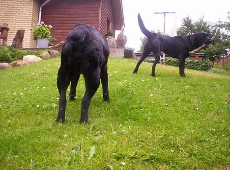 Labrador retriever Trille *SOLGT* - Når enden er go er altid godt. og enden er god billede 6