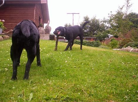 Labrador retriever Trille *SOLGT* billede 7