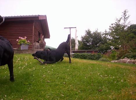 Labrador retriever Trille *SOLGT* billede 8