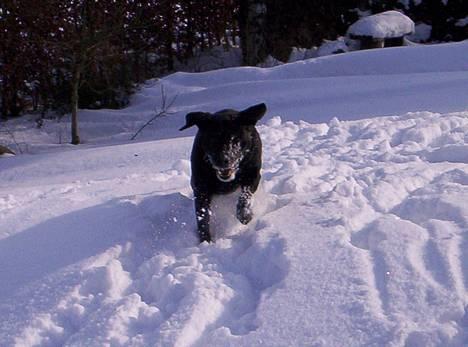 Labrador retriever Trine *BORTE* - (Puuha det hårdt.....)Nu kommer jeg efter dig billede 9