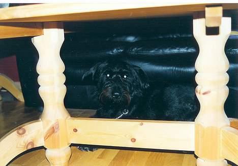 Blanding af racer Simba billede 8