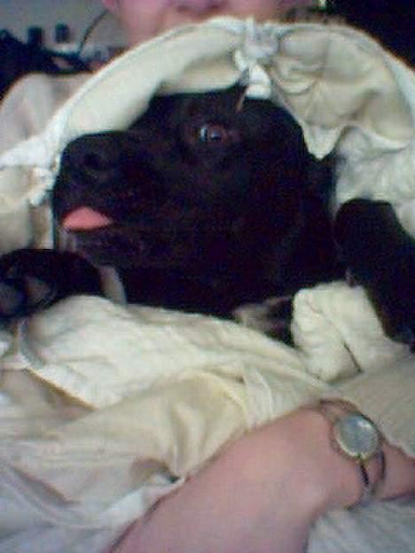 Labrador retriever Soffi (død d. 20/10-05) - Jeg elsker at putte især i en dyne!!!! billede 1