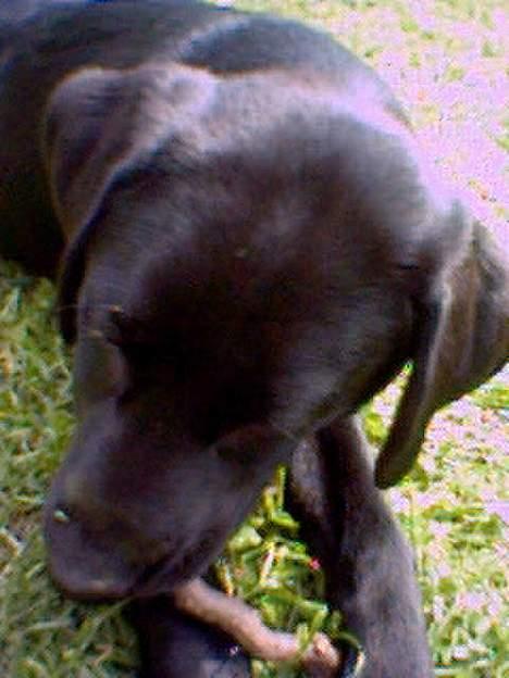 Labrador retriever Soffi (død d. 20/10-05) billede 2