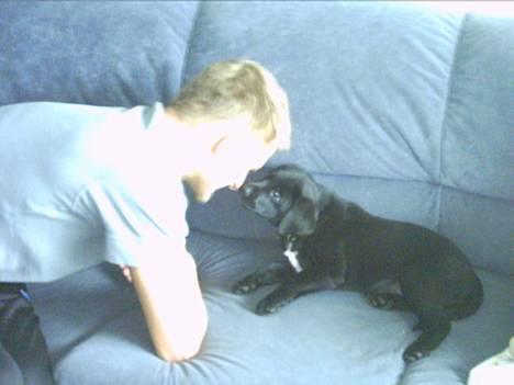 Labrador retriever Soffi (død d. 20/10-05) billede 3