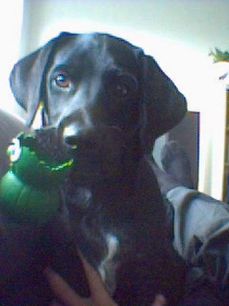 Labrador retriever Soffi (død d. 20/10-05) billede 4