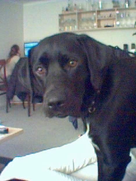 Labrador retriever Soffi (død d. 20/10-05) - Nu igen!!!!! billede 5