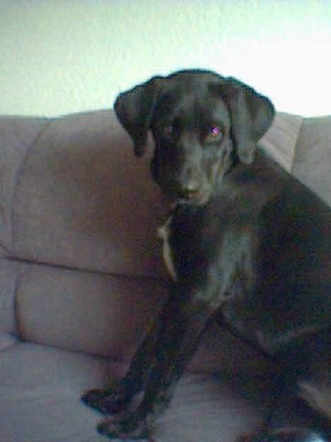 Labrador retriever Soffi (død d. 20/10-05) - Jeg har altså ikke gjort noget.. billede 6