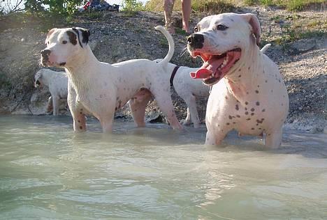 Amerikansk bulldog Chili 2001-2009 - Dejligt at være ude og bade med Skipper ;-) billede 5