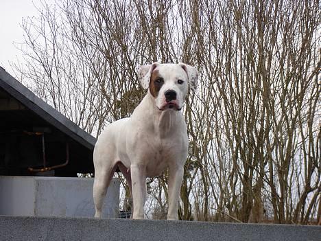 Amerikansk bulldog Chili 2001-2009 - Gaaaaaaab billede 6