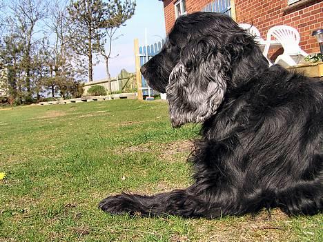 Cocker spaniel Sille † d. 14/4-08 - Sille ude og lege i sne... kan hun godt lide... billede 7