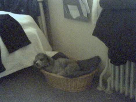 Dværgpuddel Paco billede 1