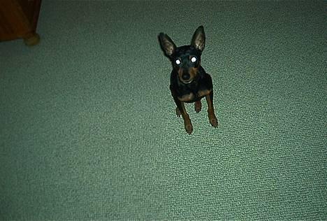 Dvaergpinscher Pax - Hva´skal vi lege? billede 2