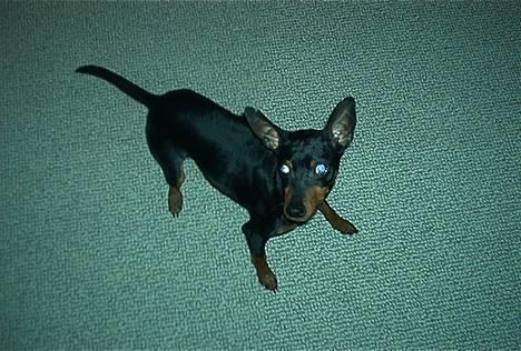 Dvaergpinscher Pax - Jeg kommer først ! billede 3