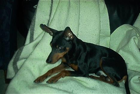 Dvaergpinscher Pax - Nøøj hvor er jeg bare træt. billede 4