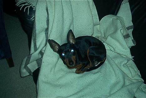 Dvaergpinscher Pax - Jeg tror lige jeg vil putte mig lidt. billede 5