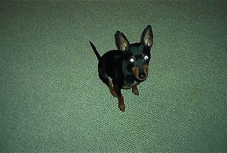 Dvaergpinscher Pax - Er du frisk på at hilse på min kammerat. billede 6