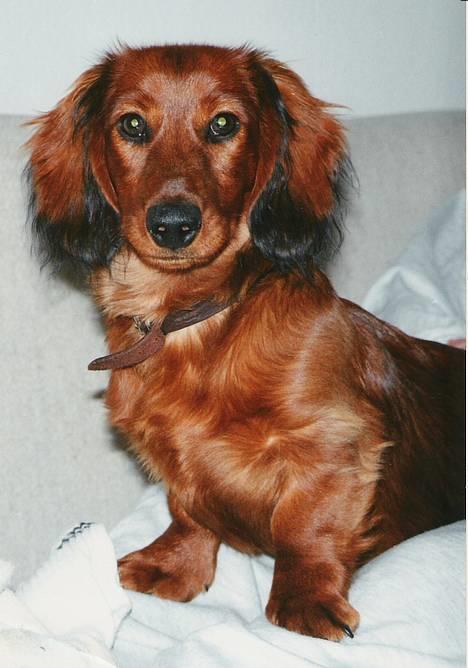 Gravhund Futte 1994-2008 - Er der noget at sige til, at min "mor" faldt for mig ? billede 1