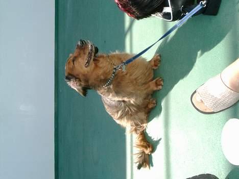 Gravhund Futte 1994-2008 billede 2