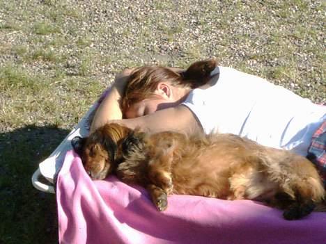 Gravhund Futte 1994-2008 - Det er rart med en lille lur hos "søster" billede 3