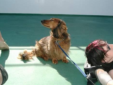 Gravhund Futte 1994-2008 billede 4