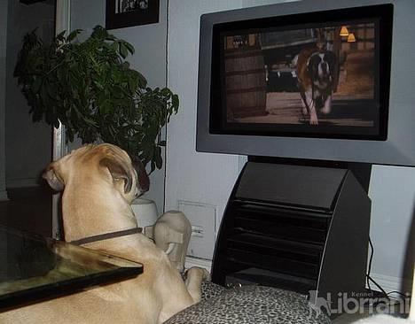 Bullmastiff Somogyvári Vitéz Ginger - Ginger ser Beethoven... hendes store helt billede 1