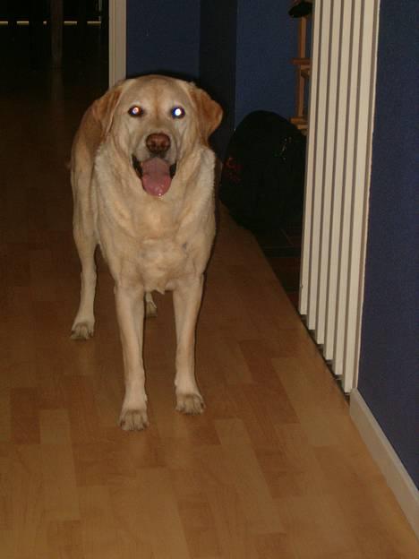 Labrador retriever Olivar billede 10