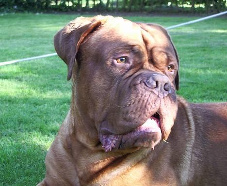 Dogue de bordeaux Frede 2001 - 2007 billede 1