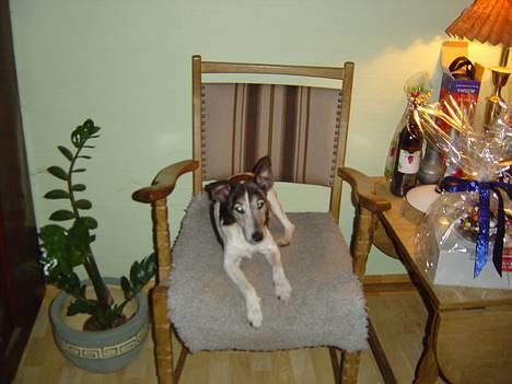 Glathåret foxterrier Sheik billede 1