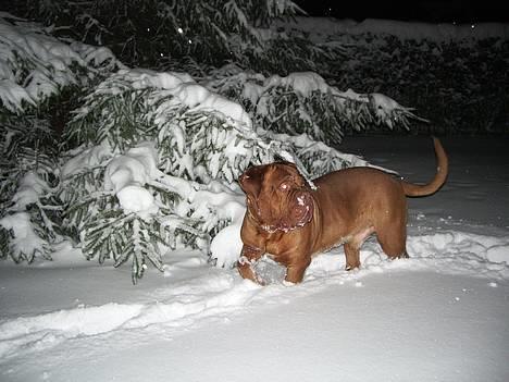 Dogue de bordeaux Frede 2001 - 2007 billede 3