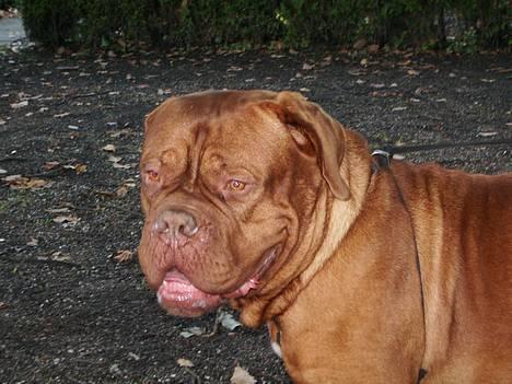 Dogue de bordeaux Frede 2001 - 2007 billede 4