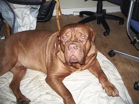 Dogue de bordeaux Frede 2001 - 2007 billede 6