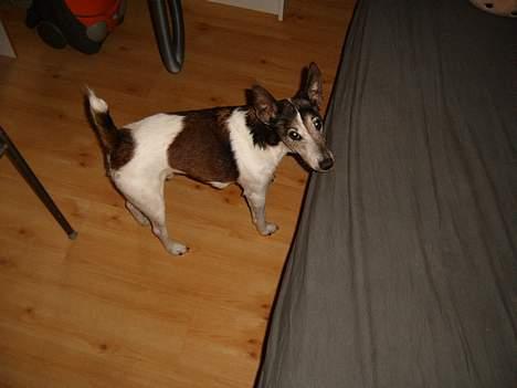 Glathåret foxterrier Sheik billede 2