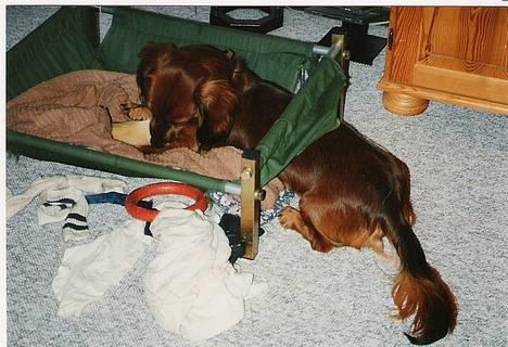 Gravhund Futte 1994-2008 - Den seng holdt ikke længe billede 5