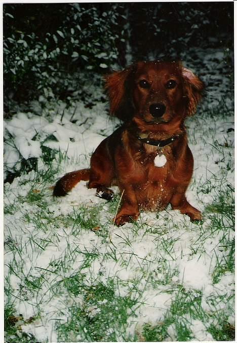 Gravhund Futte 1994-2008 - Det er sjovt at hoppe i sneen billede 6