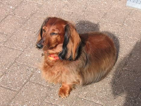 Gravhund Futte 1994-2008 - Der er altid rart i solen billede 7