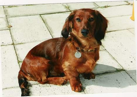 Gravhund Futte 1994-2008 billede 8